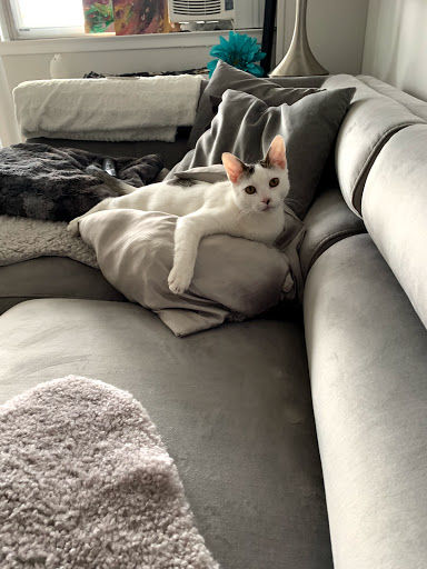 Pet Supply Store «PetSmart», reviews and photos, 220 Commerce Blvd, Fairless Hills, PA 19030, USA