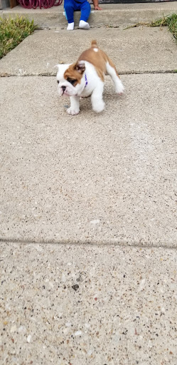 Pet Supply Store «Pet Supplies Plus», reviews and photos, 1031 Northwest Hwy, Garland, TX 75041, USA