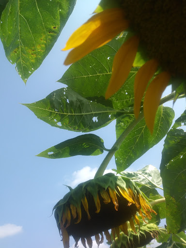 Tourist Attraction «Sunflower Maze», reviews and photos, South St, Middlefield, CT 06455, USA