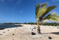 Pine Trees Beach'in fotoğrafı - rahatlamayı sevenler arasında popüler bir yer