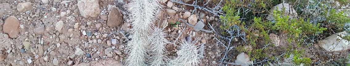 Cactus, Texas