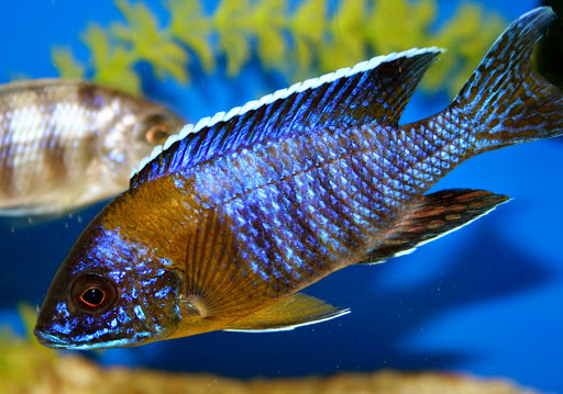 Tropical Fish Store «Aquatic Treasures/Bruces Pond Shop», reviews and photos, 20708 Gudith Rd, Brownstown Charter Twp, MI 48183, USA