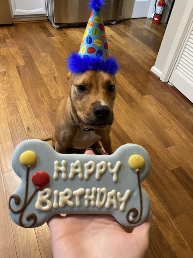 Pet Supply Store «Mom & Pups Inc», reviews and photos, 800 Whitlock Ave NW #104, Marietta, GA 30064, USA