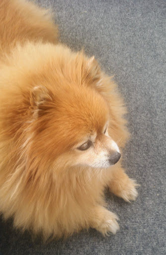 Pet Supply Store «K-9 Specialties», reviews and photos, 31936 Mound Rd, Warren, MI 48092, USA