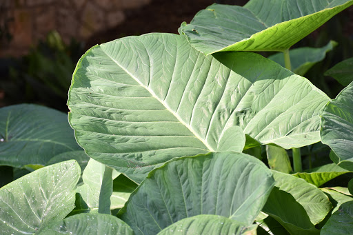 Park «Hemisfair Park», reviews and photos, 434 S Alamo St, San Antonio, TX 78205, USA