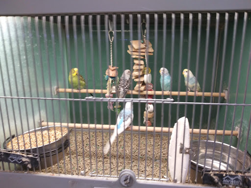 Pet Supply Store «Pet Club Santa Rosa», reviews and photos, 1935 Santa Rosa Ave, Santa Rosa, CA 95407, USA