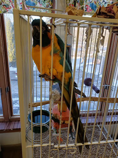 Bird Shop «Parrot & Bird Emporium Inc», reviews and photos, 360 N Westfield St, Feeding Hills, MA 01030, USA