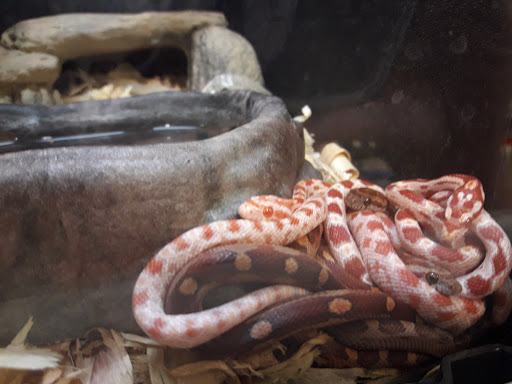 Pet Supply Store «PetSmart», reviews and photos, 1116 S Rochester Rd, Rochester Hills, MI 48307, USA