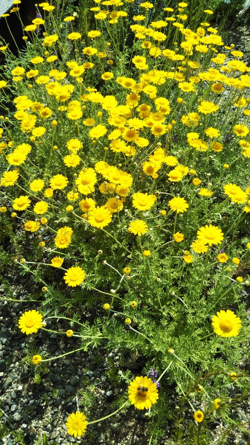 北41条はしばみ公園 北海道札幌市東区北４１条東 公園 公園 グルコミ