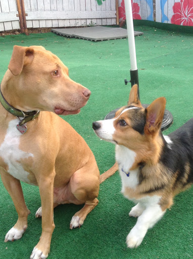 Pet Supply Store «Animal Kingdom of Santa Monica», reviews and photos, 300 Pico Blvd, Santa Monica, CA 90405, USA