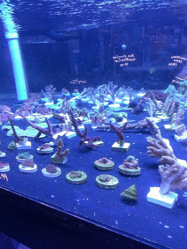 Tropical Fish Store «Reef Oasis», reviews and photos, 7669 Mentor Ave, Mentor, OH 44060, USA