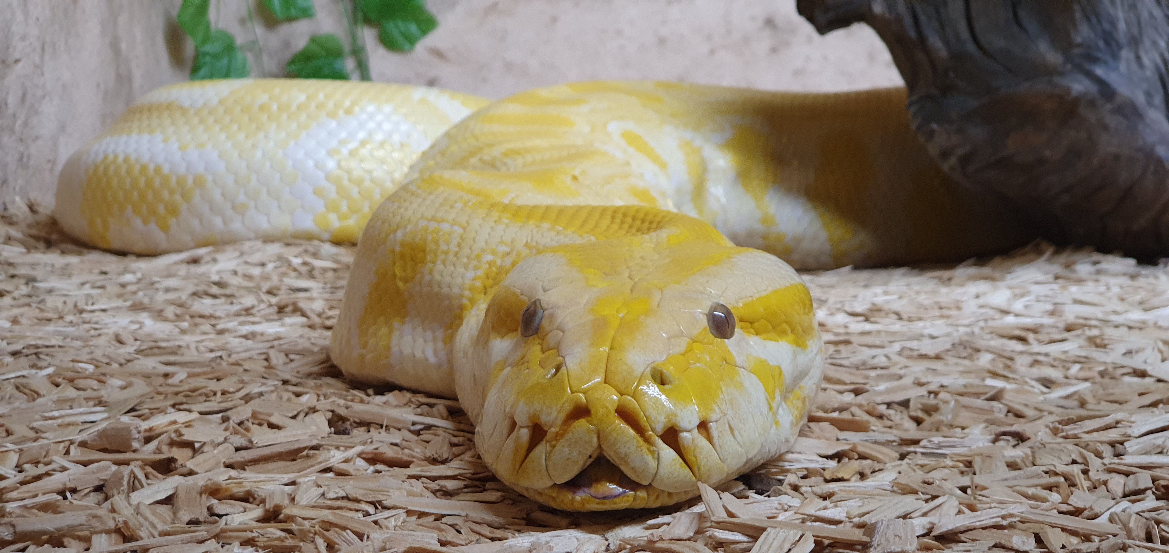 Photo n° 35 de l'avis de Laëtitia.E fait le 25/07/2020 à 00:11