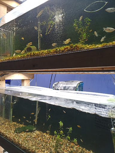 Pet Supply Store «Pet Club Hayward», reviews and photos, 27451 Hesperian Blvd, Hayward, CA 94545, USA