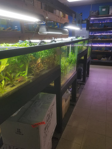 Pet Supply Store «Tropical World Pets», reviews and photos, 8444 Watson Rd, Webster Groves, MO 63119, USA