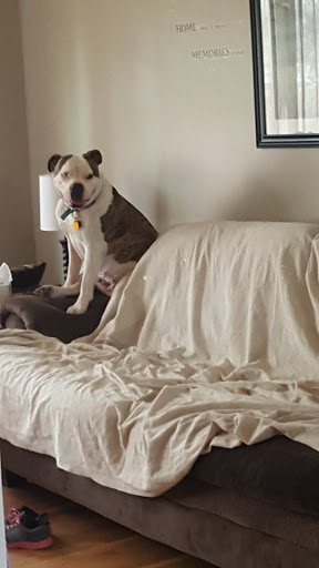 Pet Supply Store «Pet Supplies Plus», reviews and photos, 690 N State St, Westerville, OH 43082, USA