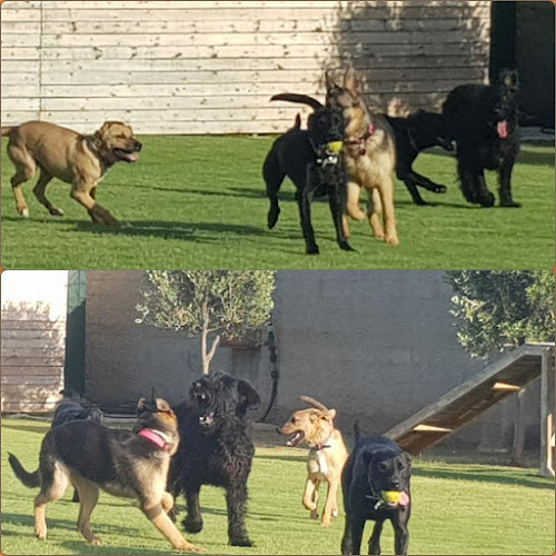 K-nine Professional Dog Training Services - Κρωπία