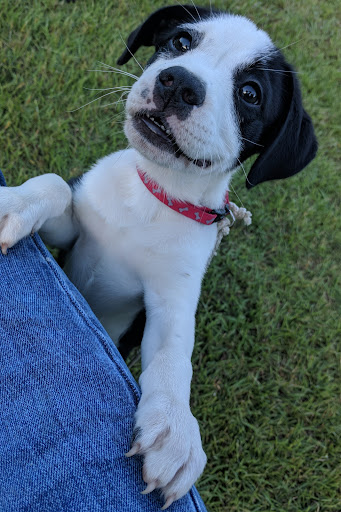 Pet Supply Store «PetSmart», reviews and photos, 1700 Norman Dr #200, Valdosta, GA 31601, USA