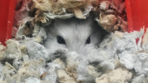 Pet Supply Store «Petco Animal Supplies», reviews and photos, 353 Harrison Bridge Rd, Simpsonville, SC 29680, USA