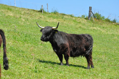 Highland Cattle Biohof