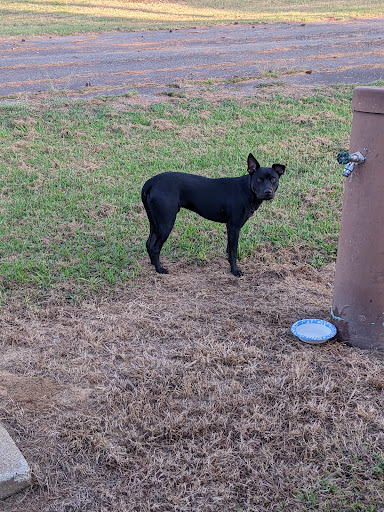 De Queen Animal Control