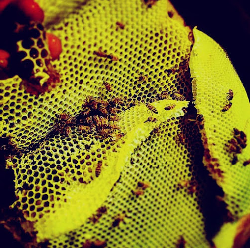 Bee Natural Chile SpA - Colina