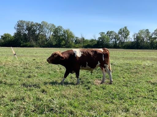 Nature Preserve «Brunner Family Forest Preserve», reviews and photos, 18N681 State Rte 31, Carpentersville, IL 60110, USA