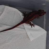 JTK Reptiles - Photo 6 - Car repair in Long Beach, CA, Long Beach