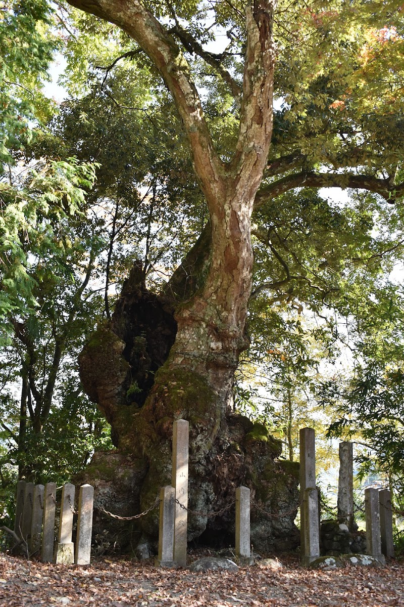 三島神社のイチイガシ