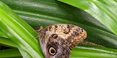 Butterfly Pavilion