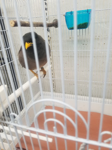Bird Shop «Paterson Bird Store», reviews and photos, 13 Furler St # 1, Totowa, NJ 07512, USA