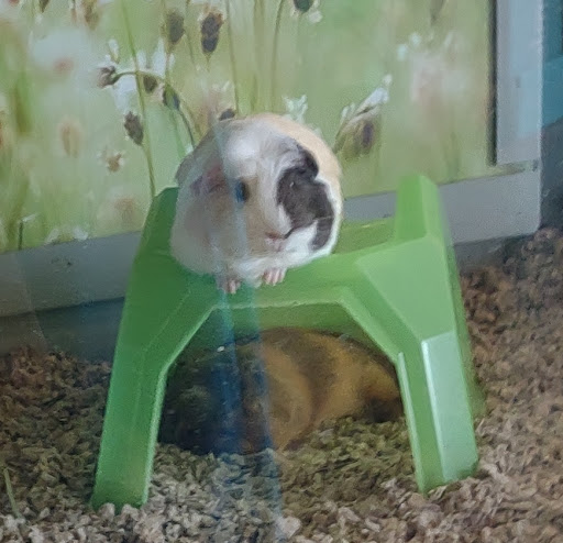 Pet Supply Store «Petco Animal Supplies», reviews and photos, 31419 Pacific Hwy S, Federal Way, WA 98003, USA