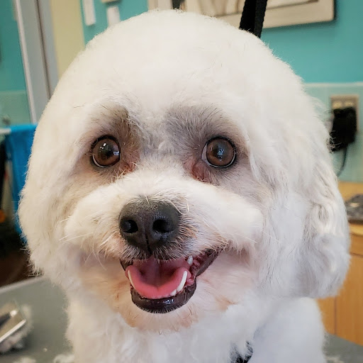 Pet Supply Store «Petco Animal Supplies», reviews and photos, 298 Spring Creek Drive, Franklin, TN 37067, USA