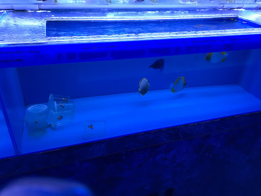 Tropical Fish Store «Rainbow Aquarium and Pond», reviews and photos, 9066 Woodman Ave, Pacoima, CA 91331, USA