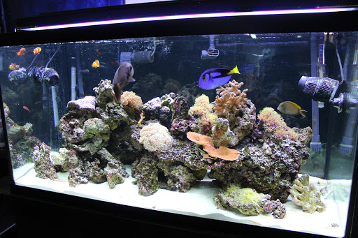 Pet Store «Animart Pets», reviews and photos, 2813 Veterans Memorial Hwy SW, Austell, GA 30168, USA