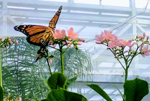 Tourist Attraction «Butterfly Wonderland», reviews and photos, 9500 East Vía de Ventura, Scottsdale, AZ 85256, USA
