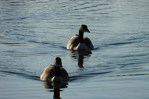 Potter Greens Pond