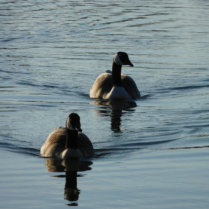 Potter Greens Pond