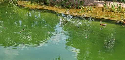 Zoo «Houston Zoo», reviews and photos, 6200 Hermann Park Dr, Houston, TX 77030, USA