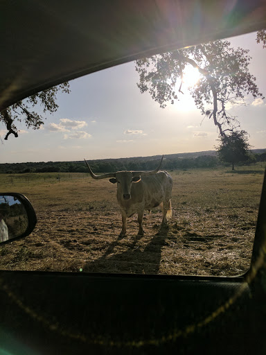 Event Planner «Knibbe Ranch», reviews and photos, 10006 Spring Branch Rd, Spring Branch, TX 78070, USA