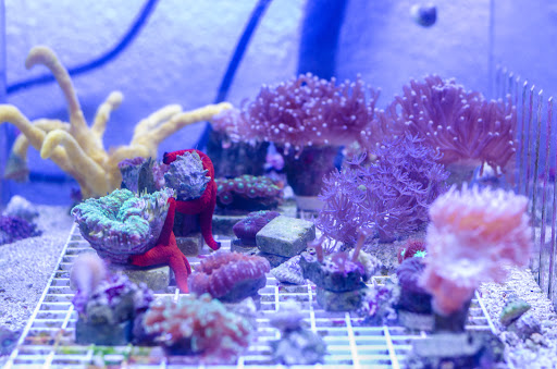 Pet Store «Fins and Skins», reviews and photos, 8451 49th St N, Pinellas Park, FL 33781, USA