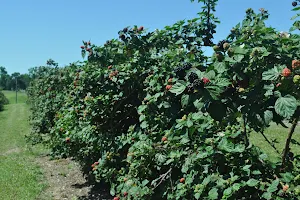 Huebner Berry Patch and Fruit Farm image
