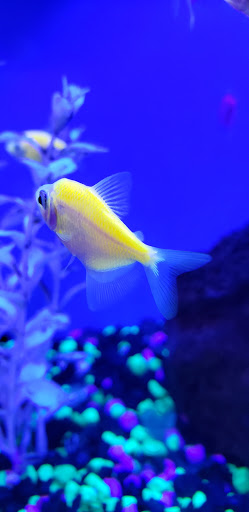 Pet Supply Store «Petco Animal Supplies», reviews and photos, 65 Taunton Depot Dr A, Taunton, MA 02780, USA