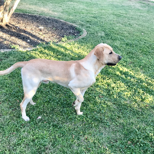 Preschool «AppleTree Day School of BOERNE», reviews and photos, 18 Scenic Loop Rd #100, Boerne, TX 78006, USA