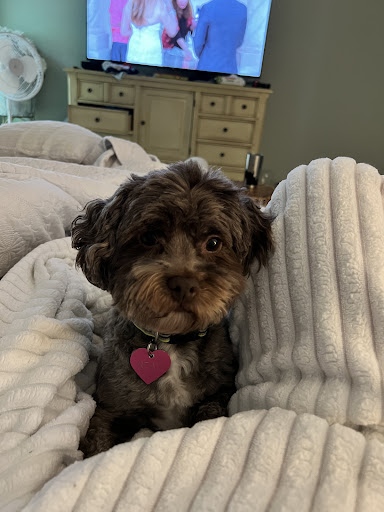 Pet Supply Store «Pet Supplies Plus», reviews and photos, 254 S Illinois Ave, Oak Ridge, TN 37830, USA