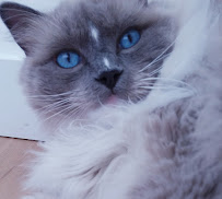 Spiffy Kitty House Call Cat Grooming - Photo 3 - Car repair in , Manhattan