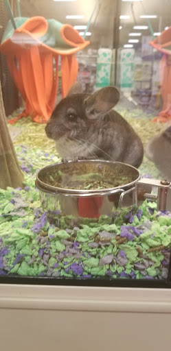 Pet Supply Store «PetSmart», reviews and photos, 20530 E 13 Mile Rd, Roseville, MI 48066, USA