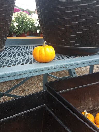 Farm «Sun High Orchards», reviews and photos, 19 Canfield Ave, Randolph, NJ 07869, USA