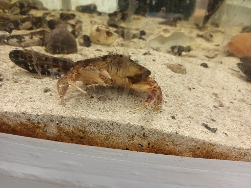 Natural History Museum «South Fork Natural History Museum & Nature Center», reviews and photos, 377 Bridgehampton-Sag Harbor Turnpike, Bridgehampton, NY 11932, USA