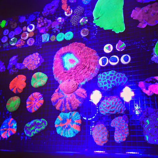 Tropical Fish Store «Blue Seas Aquariums», reviews and photos, 2750 N University Dr, Sunrise, FL 33322, USA