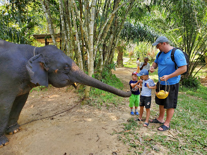 BangKaew Elephant Camp